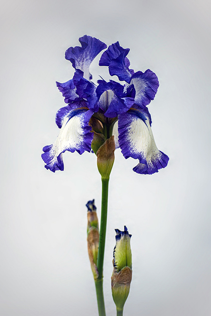 Zauberhafte Iris...