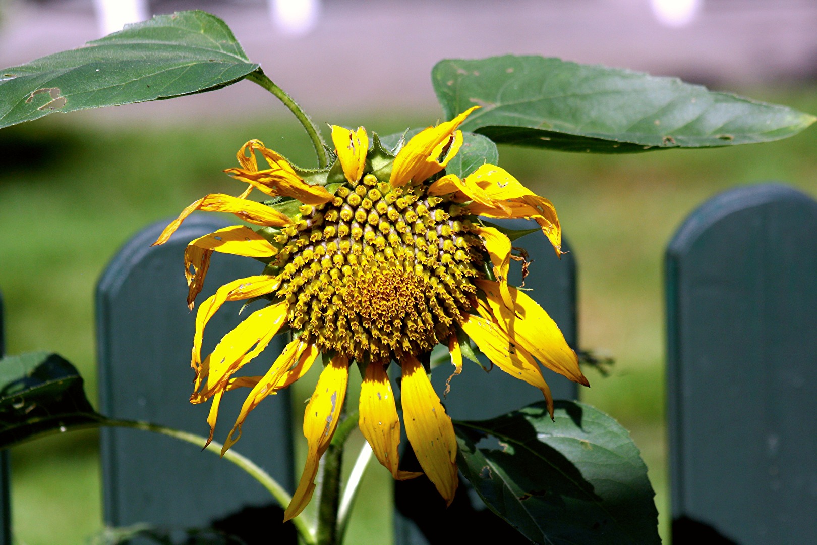 Verblühende Sonnenblume