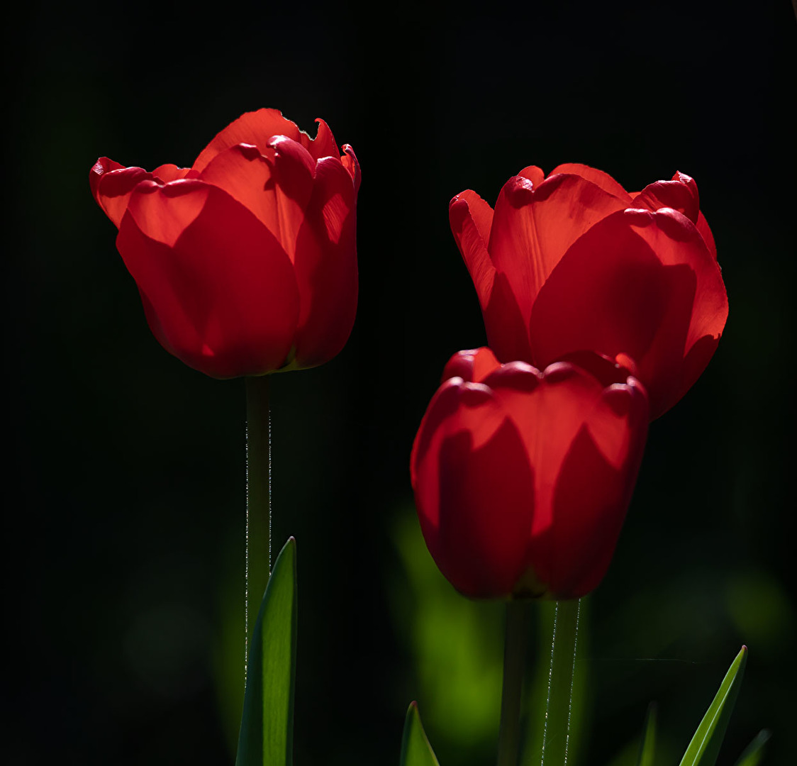 drei Tulpen im Gegenlicht