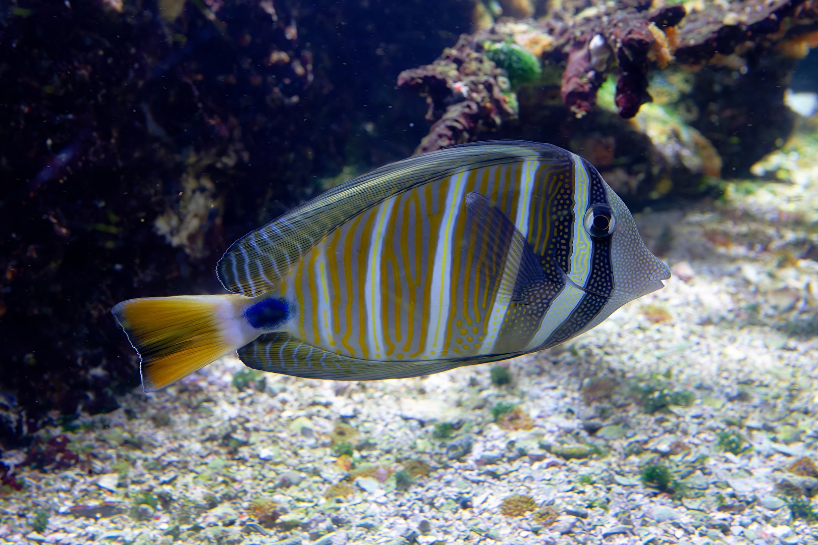 Östlicher Segelflossen-Doktorfisch (Zebrasoma veliferum)