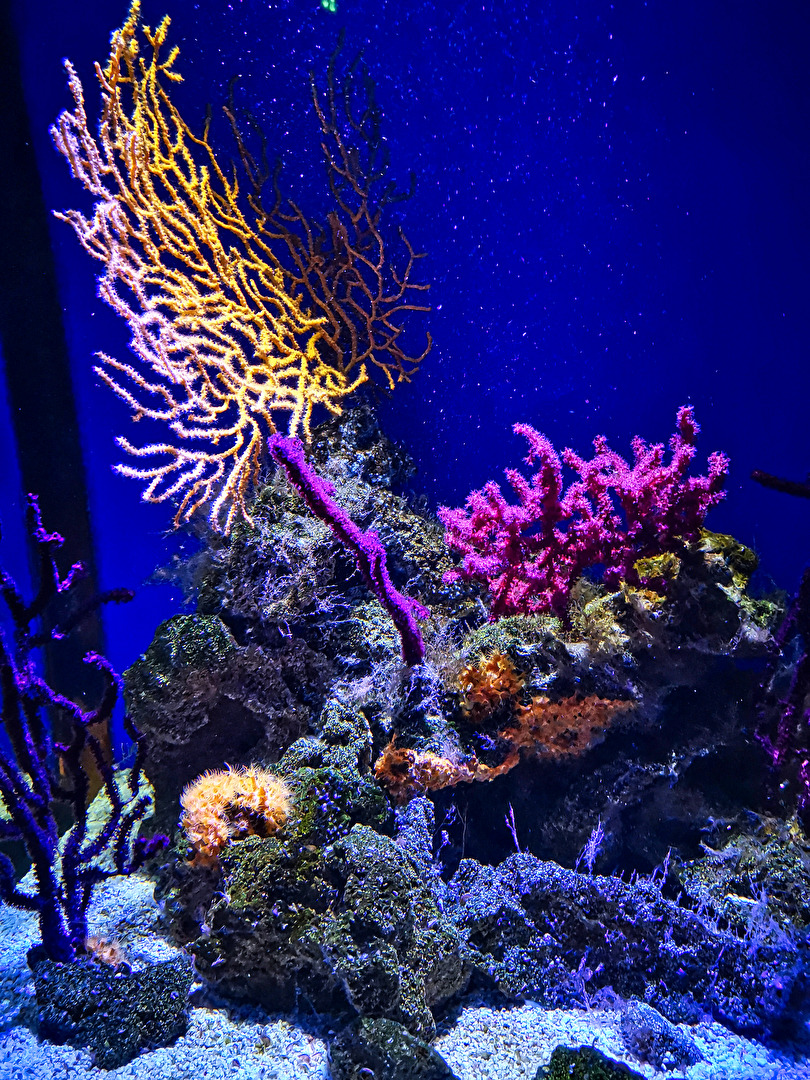 Farbenpracht der Korallen im Ozeaneum Stralsund