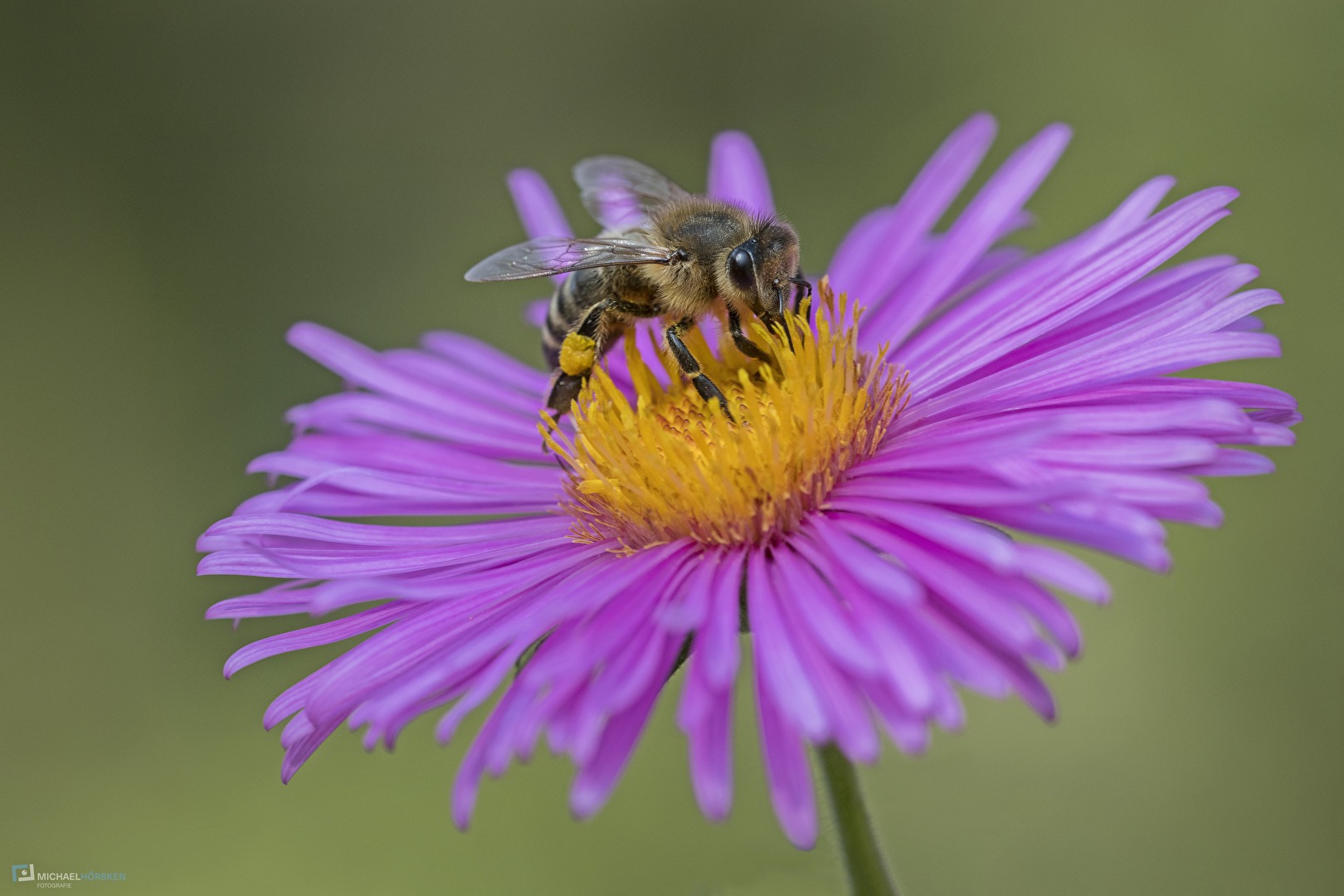 working bee with pollen pants