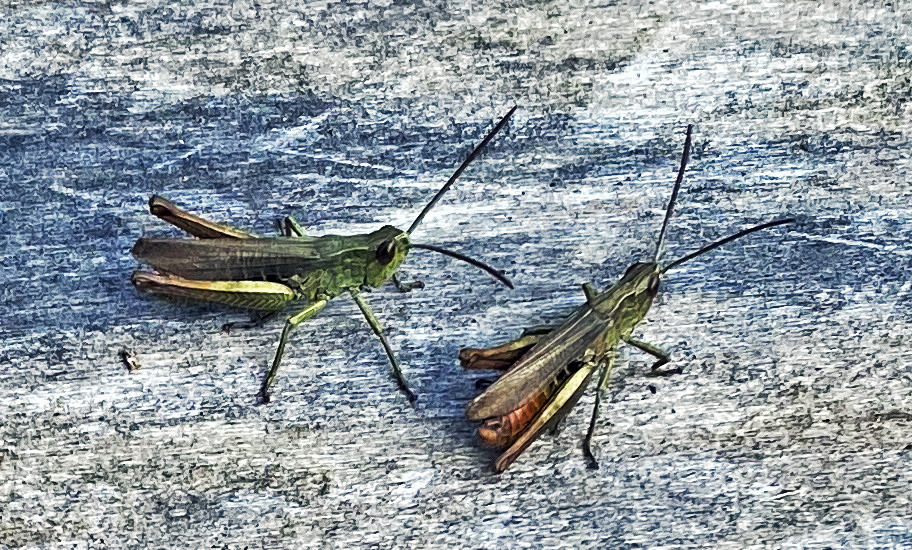 zwei Grasshopper