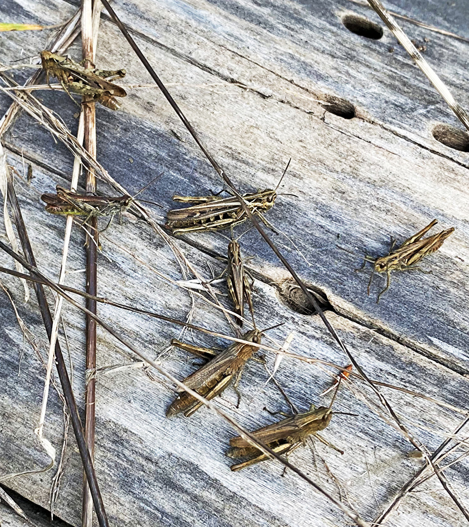 viele Grasshopper