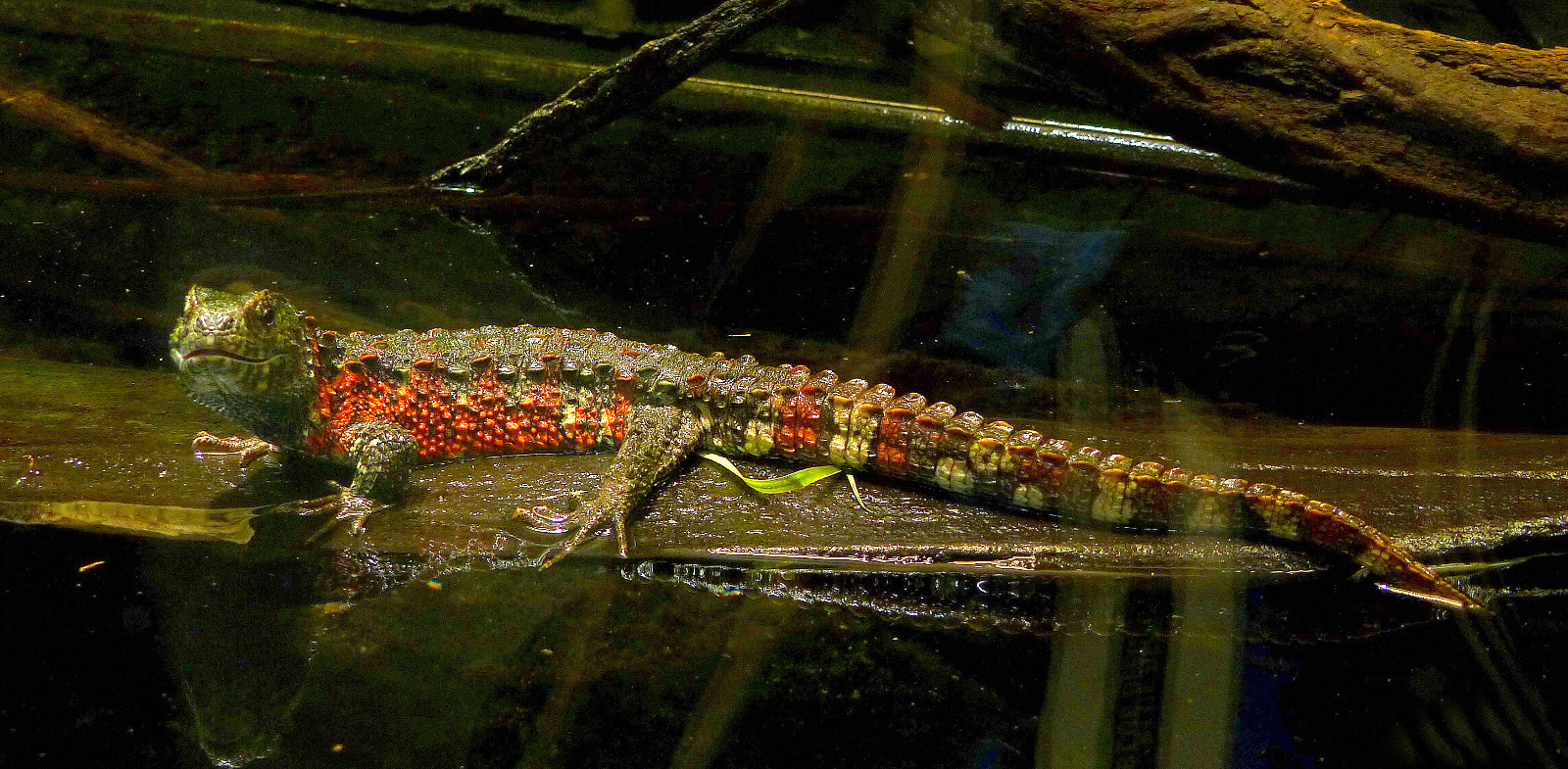 Chinesische Krokodilschwanzechse