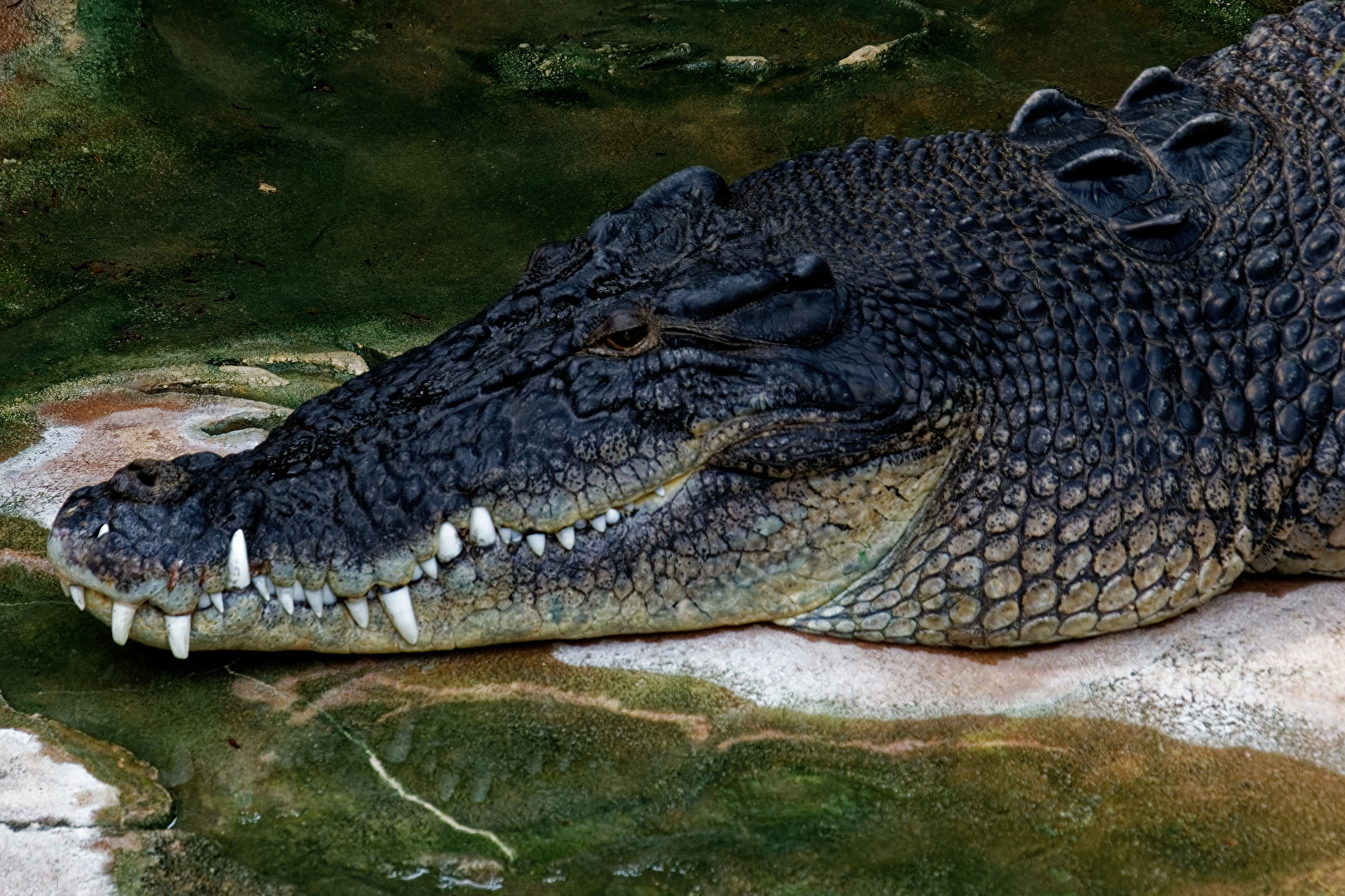 Krokodiel
