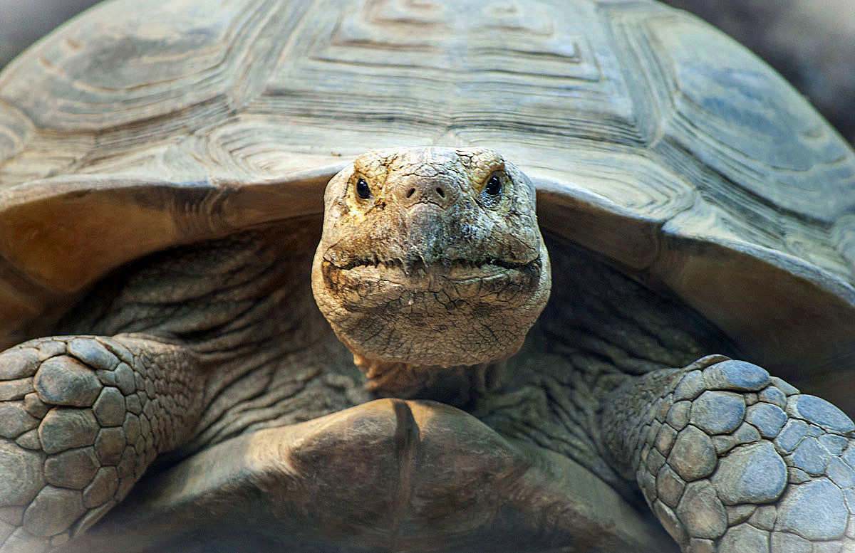#Schildkröten Aug in Aug mit der Weisheit...