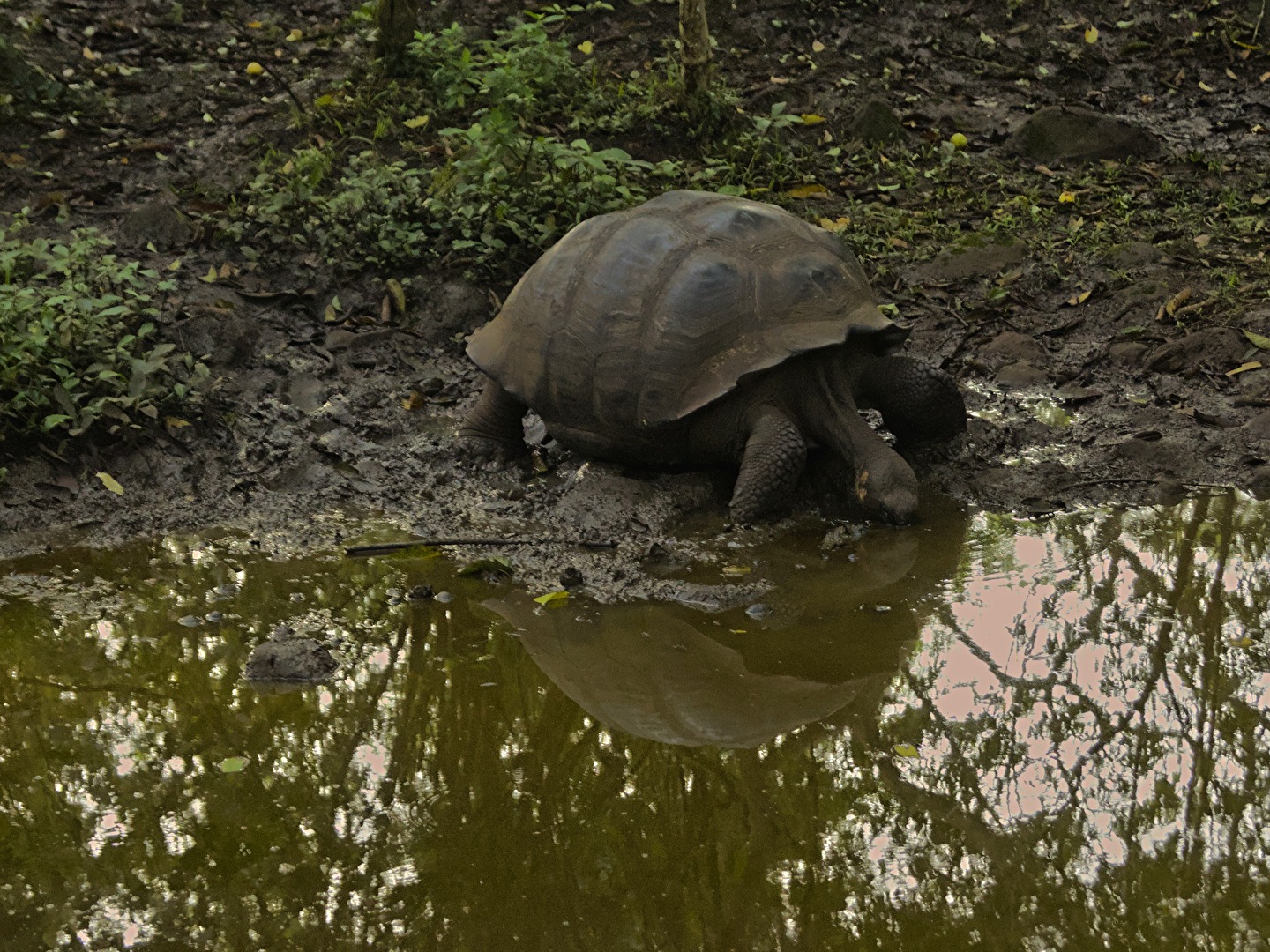 #Schildkröten  Durst