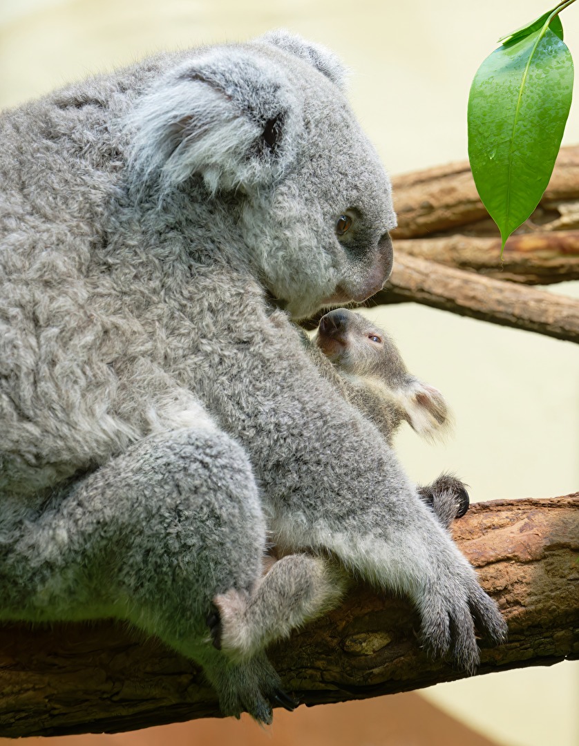 Koalababy im Dialog mit Mama
