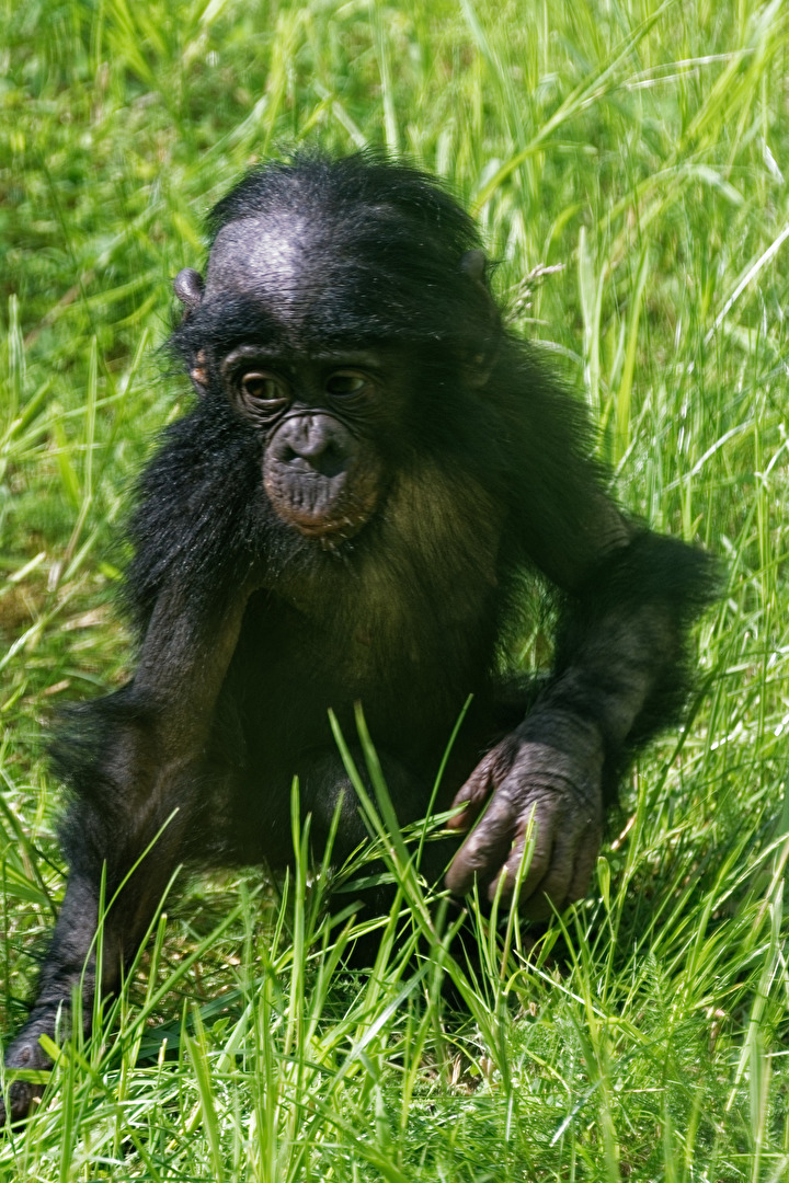 junge Bonobo