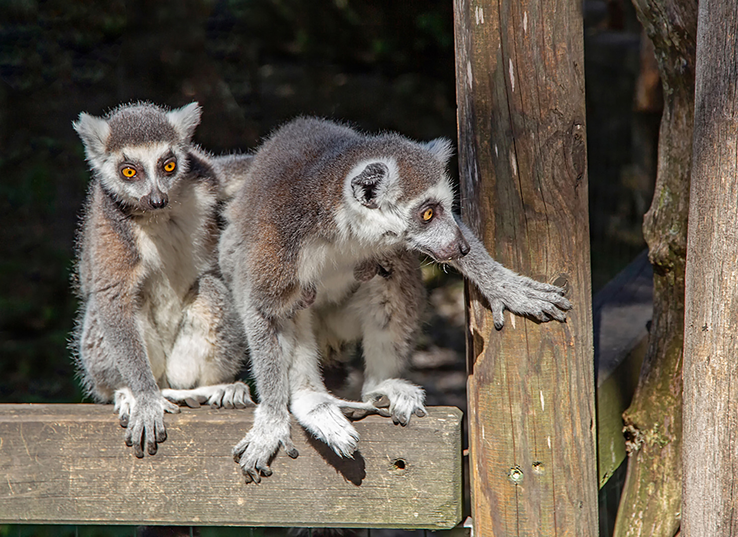 TT# Lemuren - Katta - Mutter mit Jungtier