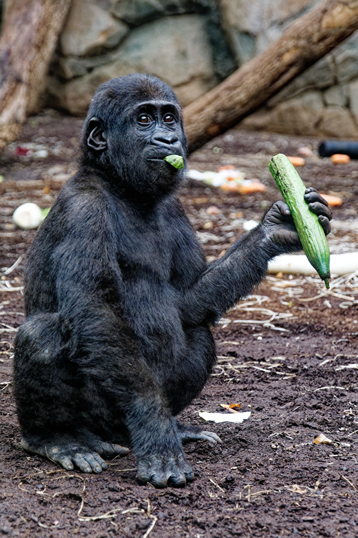 junger Gorilla