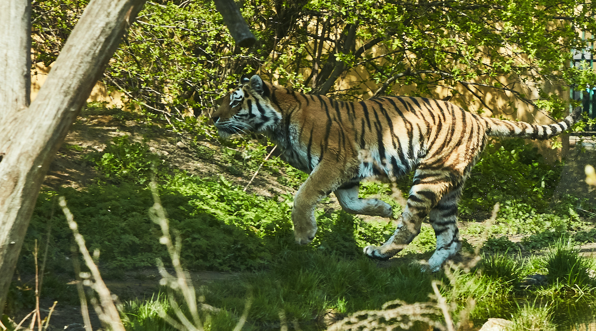 Zoo Vienna letzte Tigerin