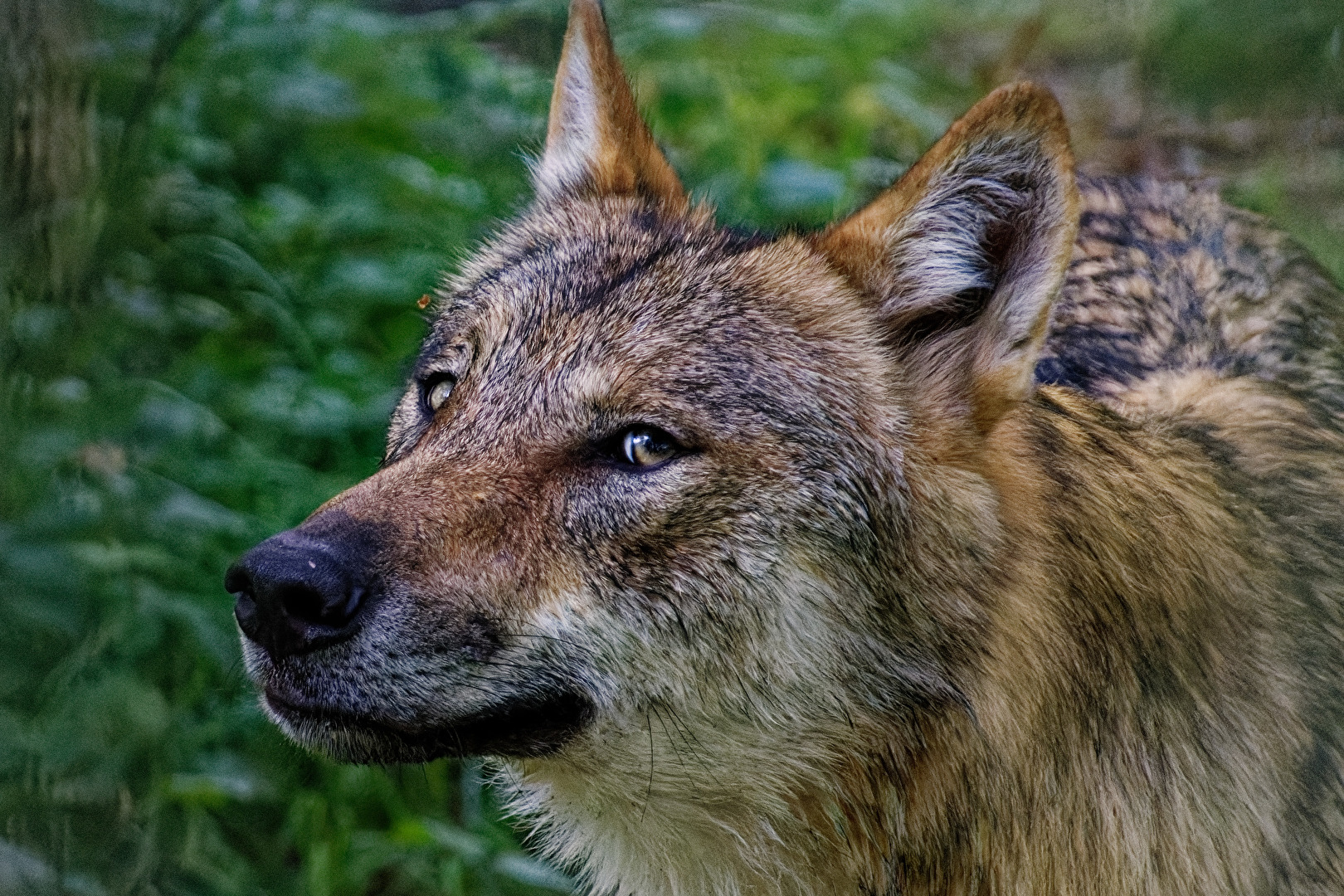 Wolfs Portrait