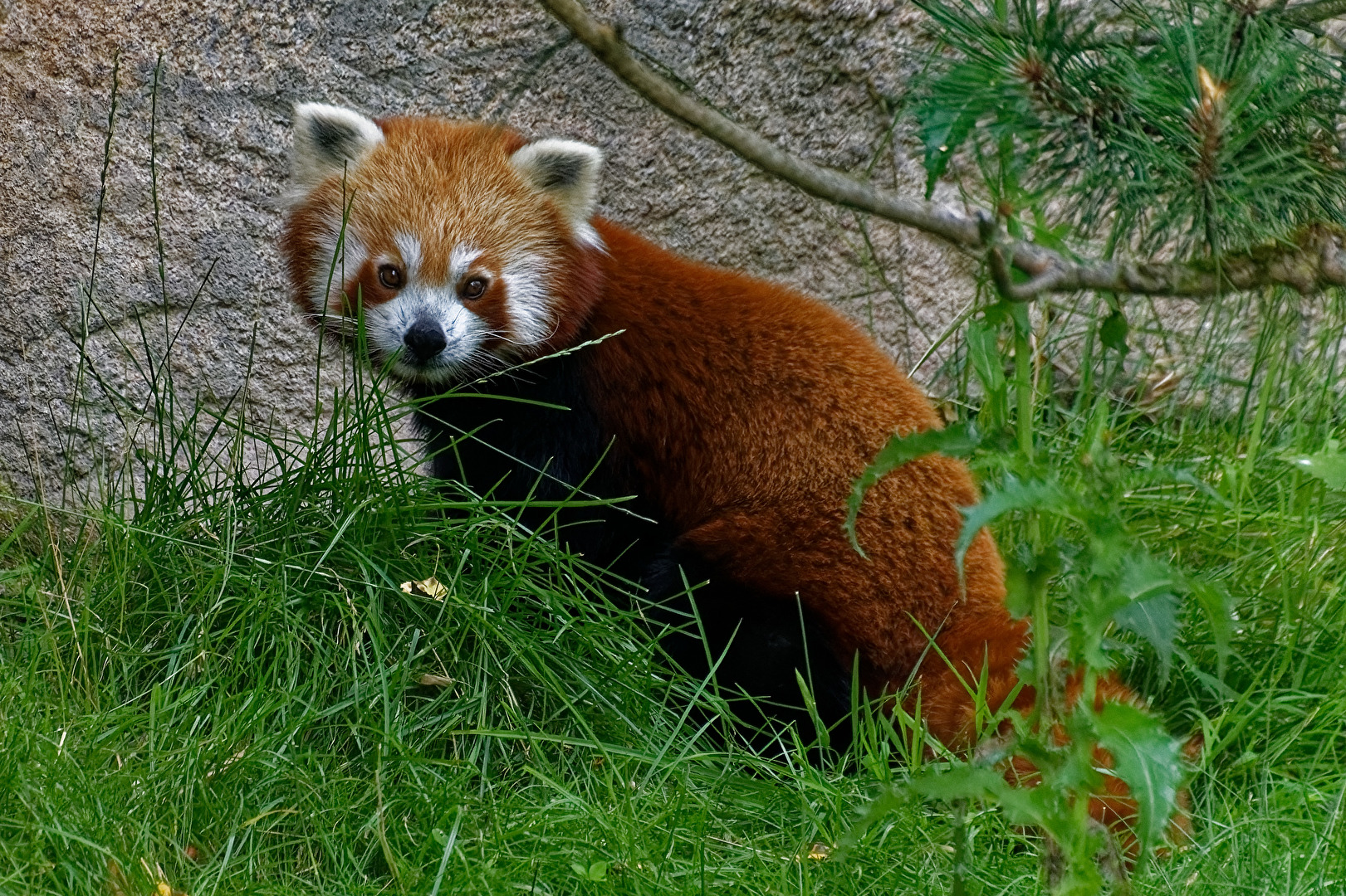 Roter Panda ( Katzenbär)