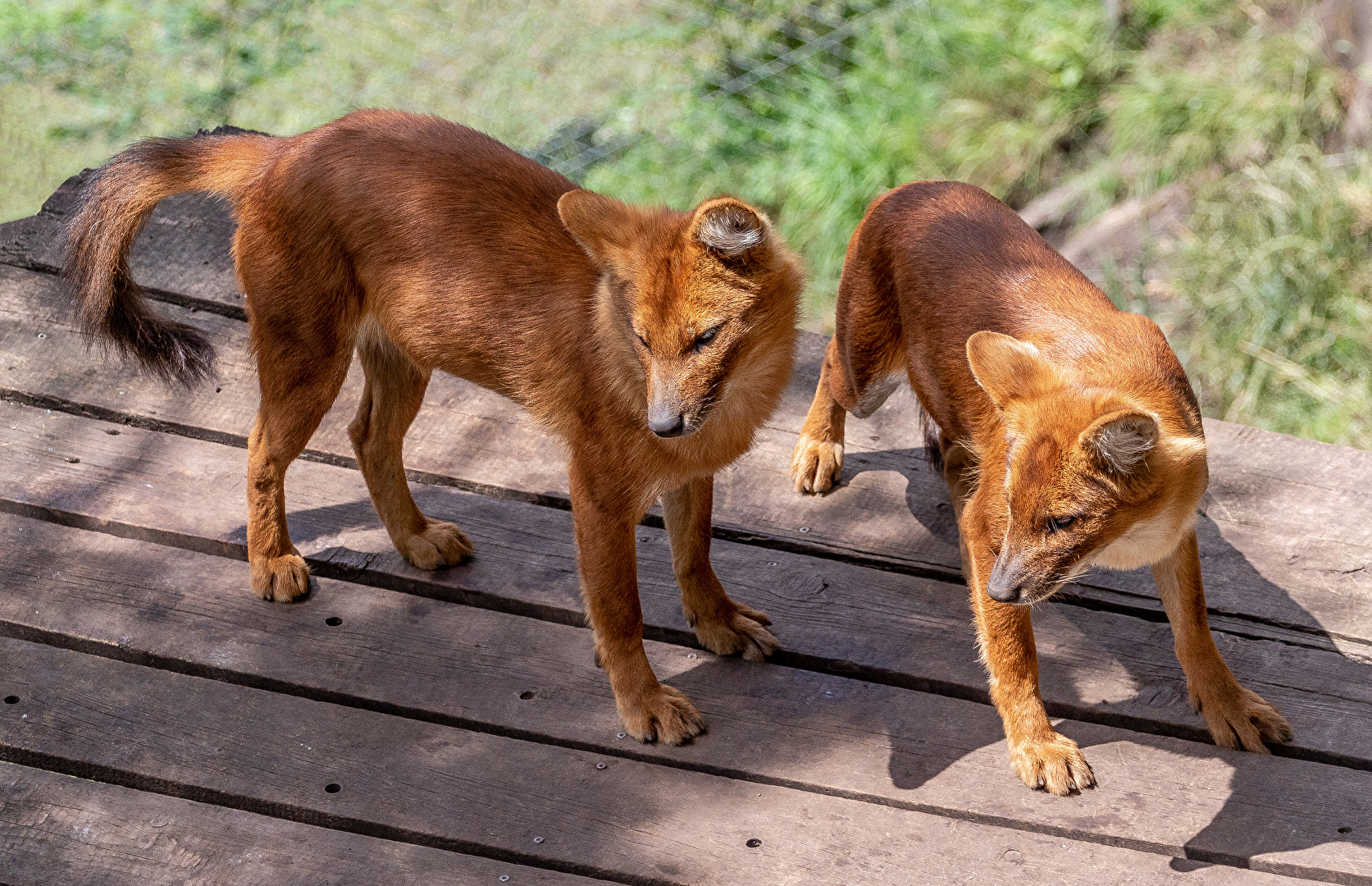 Rothund Welpen - Asiatischer Wildhund