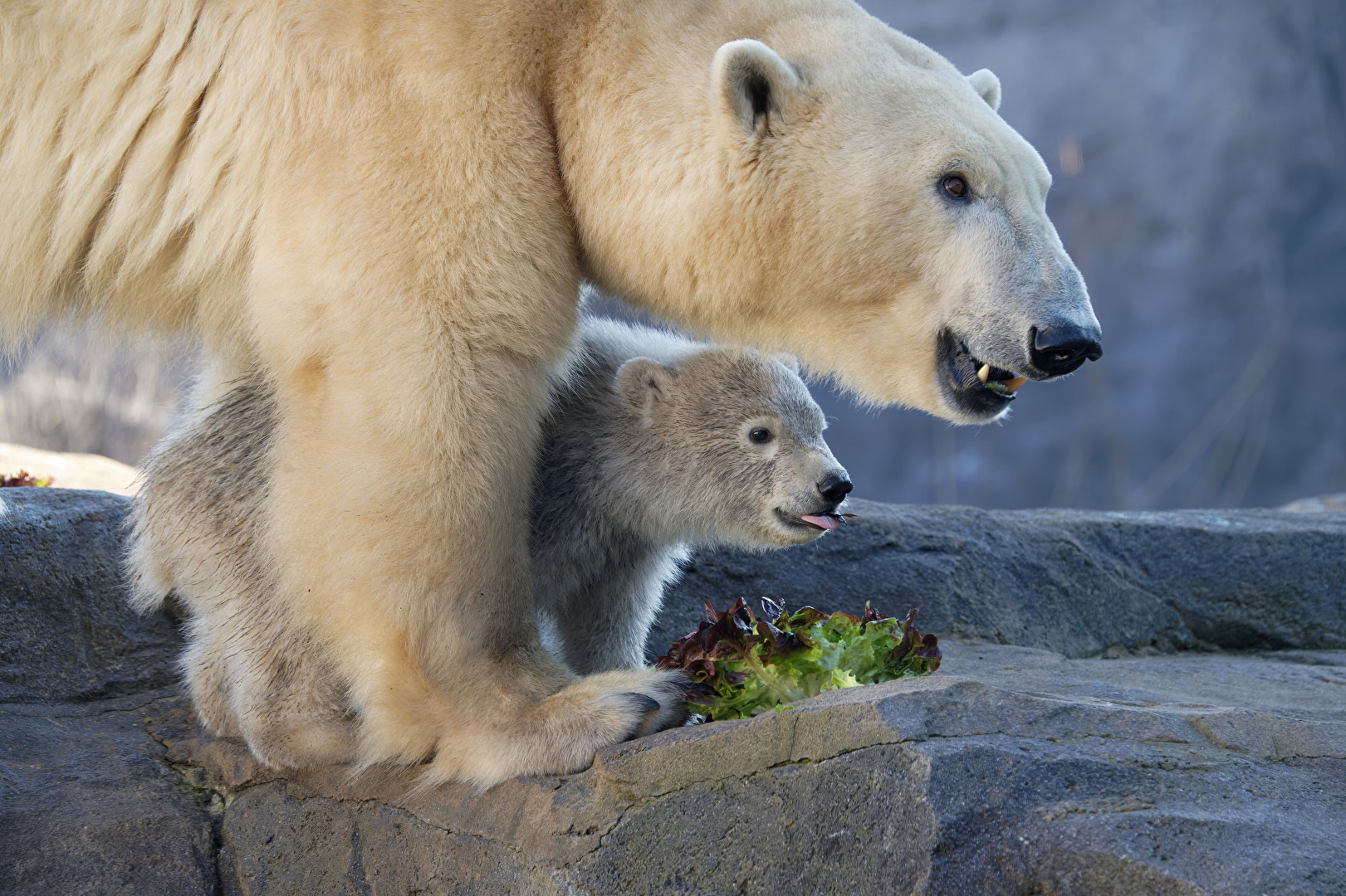 Eisbärbaby mit Mutter