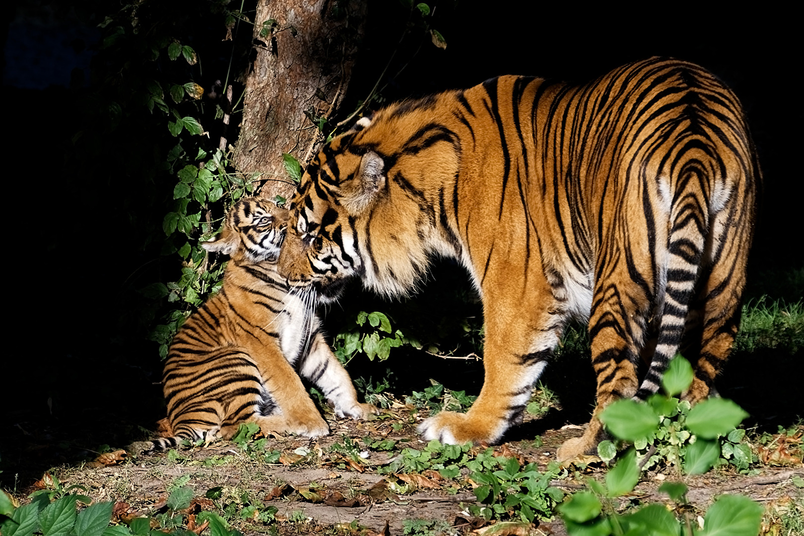Tiger mit jung Tier