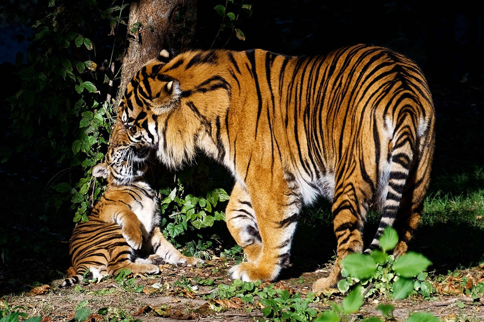 tiger mit jung Tier
