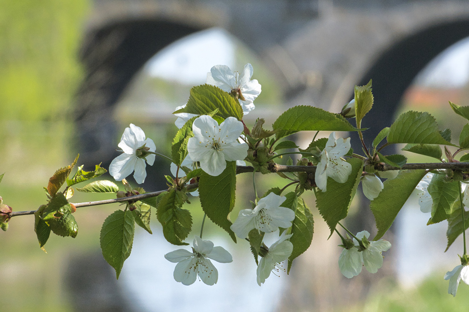 Blütenzauber am Kanal