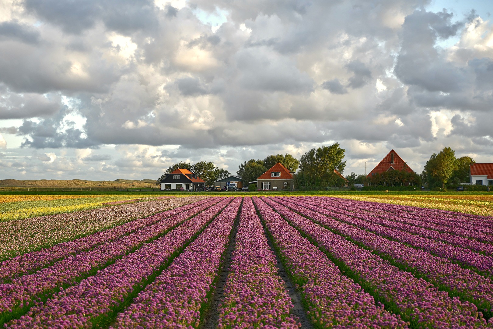 Blumenmeer (Holland)