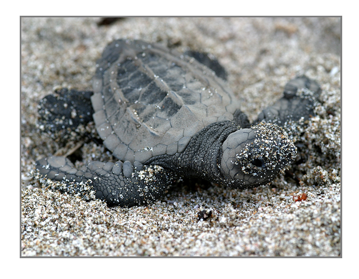 “Das kurze, lange Leben der Meeresschildkröten”