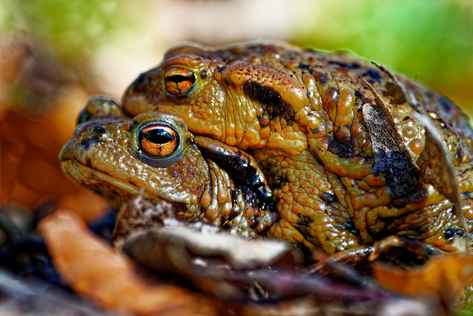 Golden eyes - Erdkröten bei der Paarung