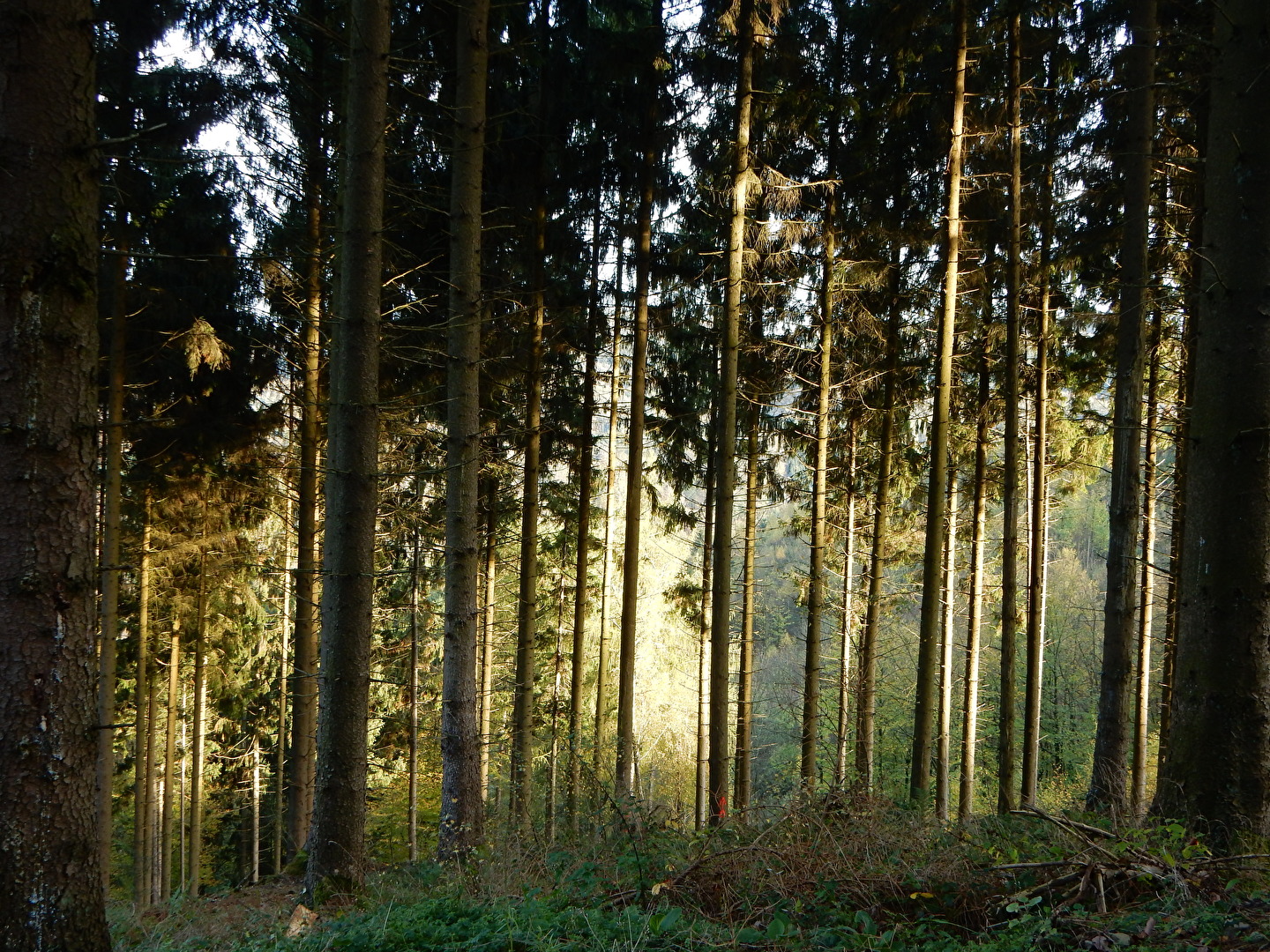 Leuchtwald