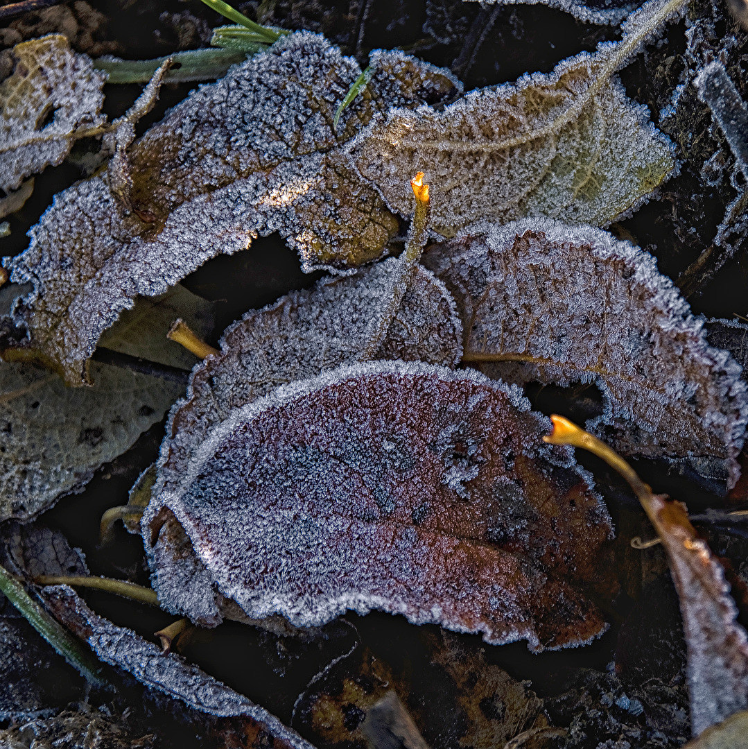 Eisige Blätter