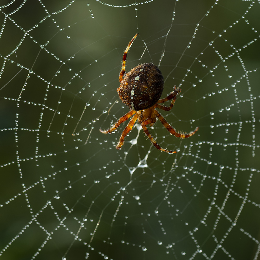Spinnen und Spinnentiere