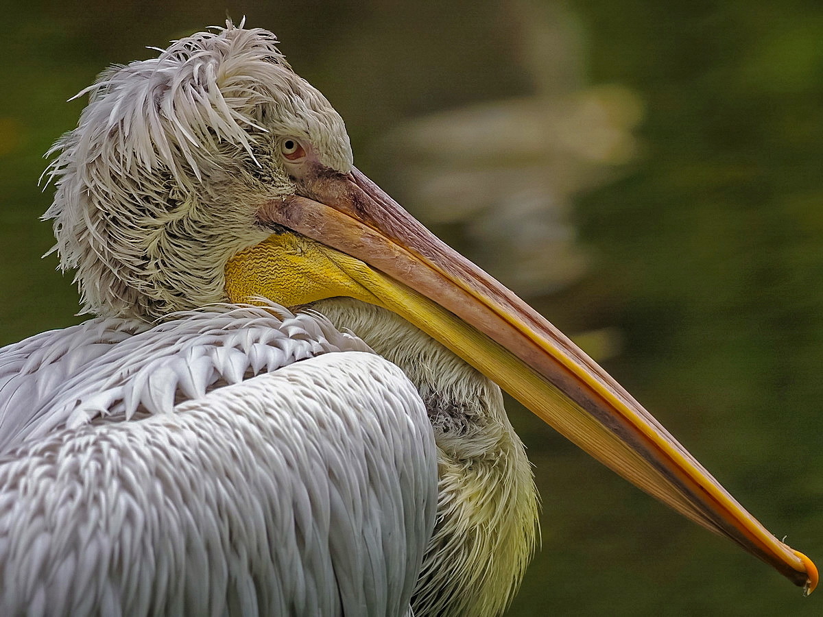 Pelikan - Portrait
