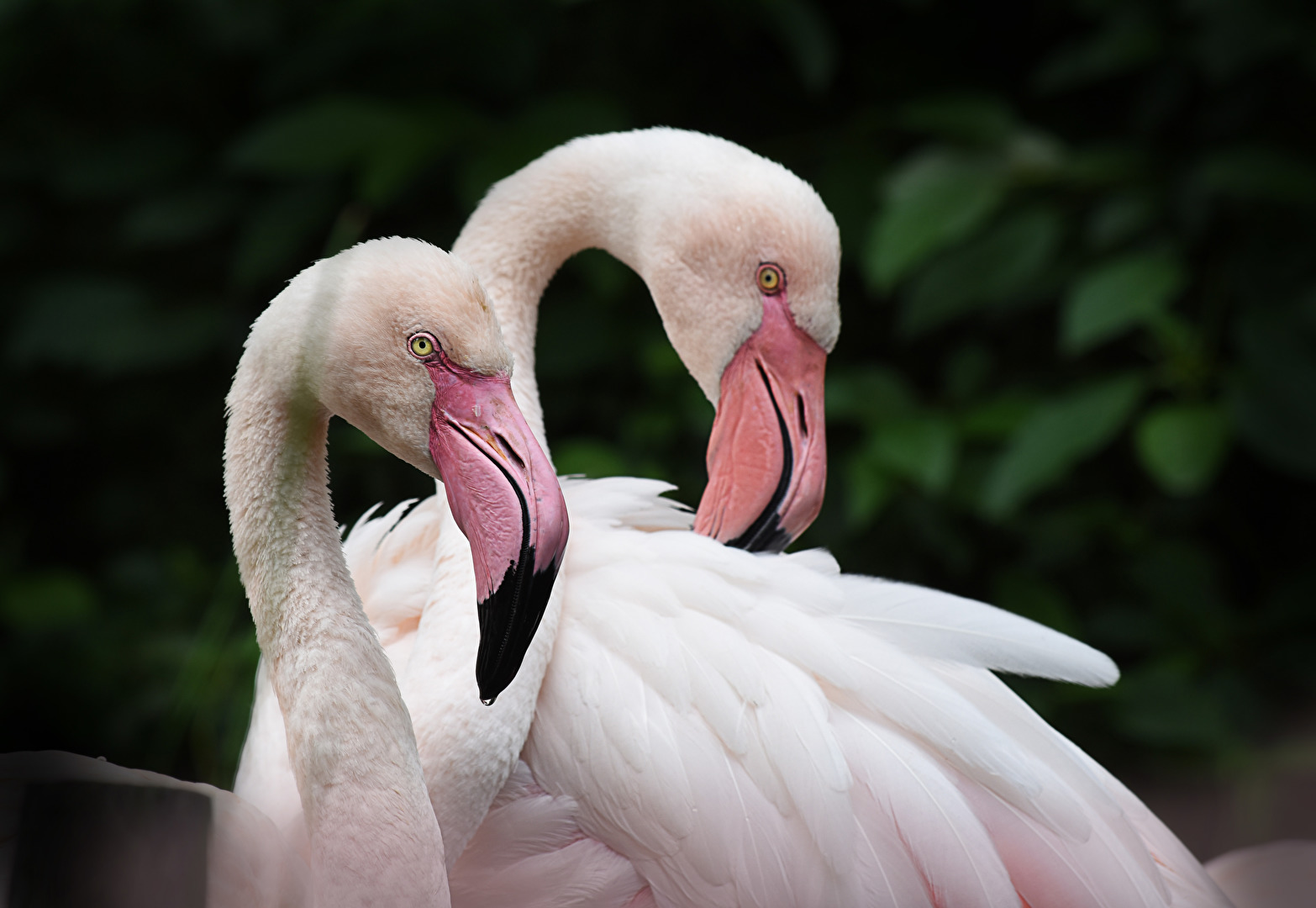 Zoo Amnéville  Flamingos