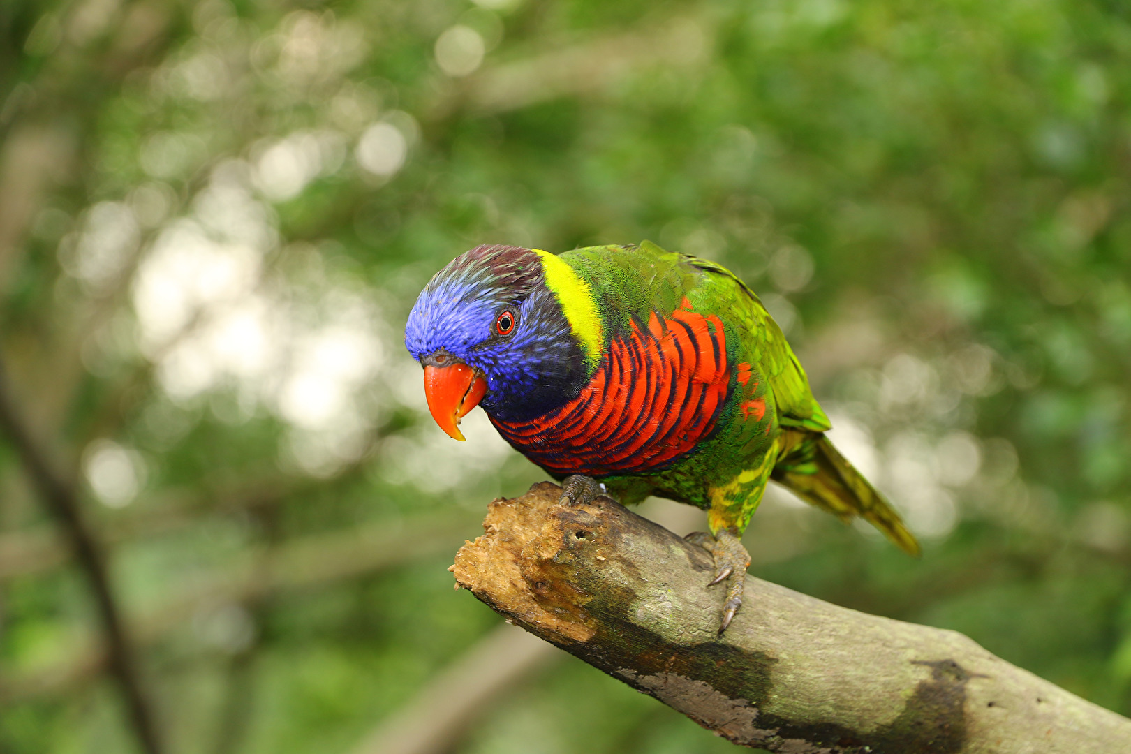 Papagei im Bird Park Singapur