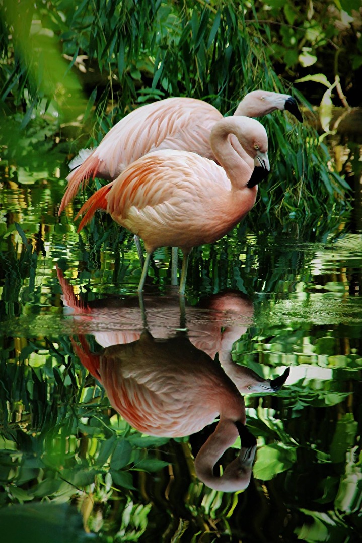 Flamingo im Sonnenlicht