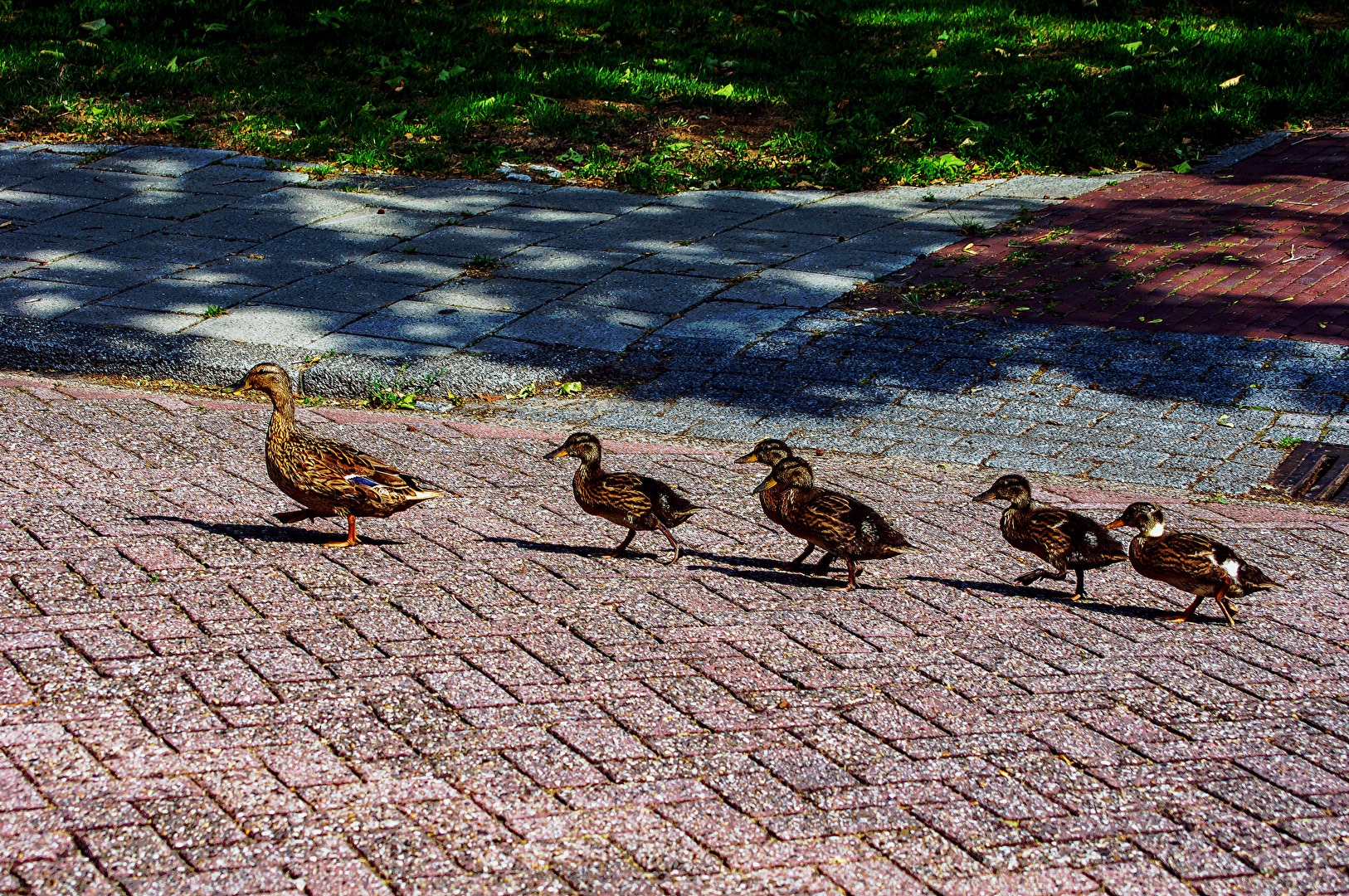 Entenmutter geht spazieren mit Ihre Kleinen