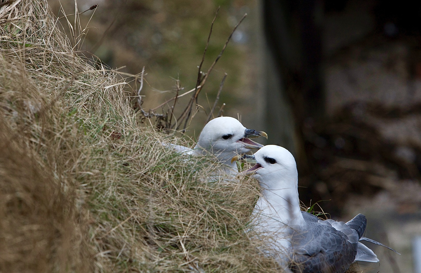 Eissturmvogel an Schottlands Ostküste