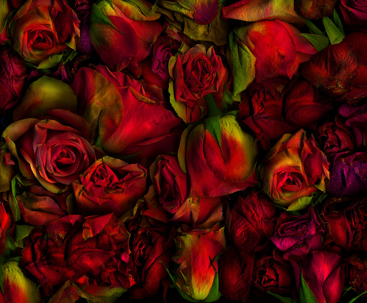 more roses
