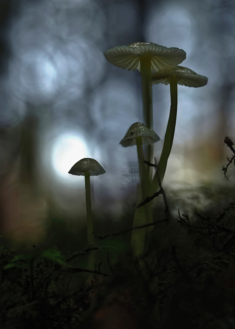 #Mystik - mushroom-magic