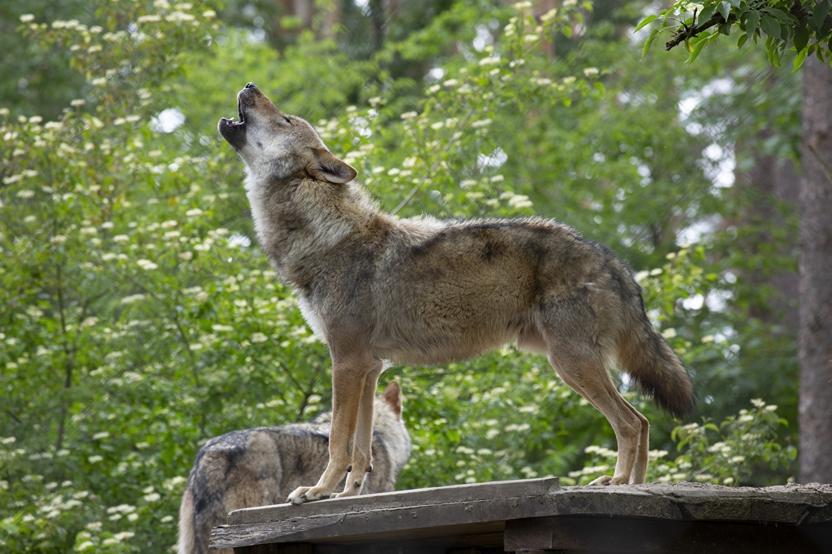 heulender Wolf    Wildpark Lüneburger Heide