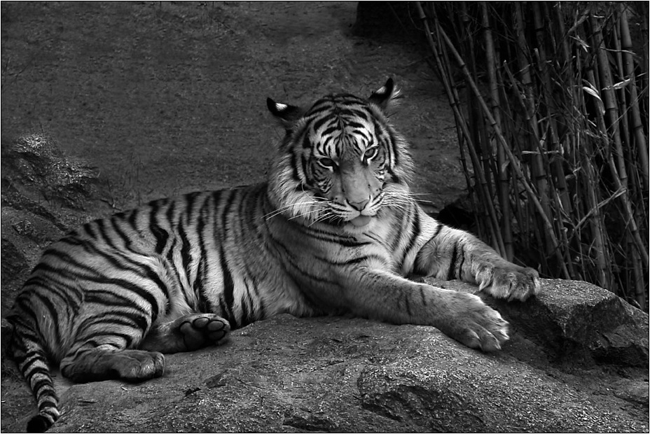 Tiger im Tierpark