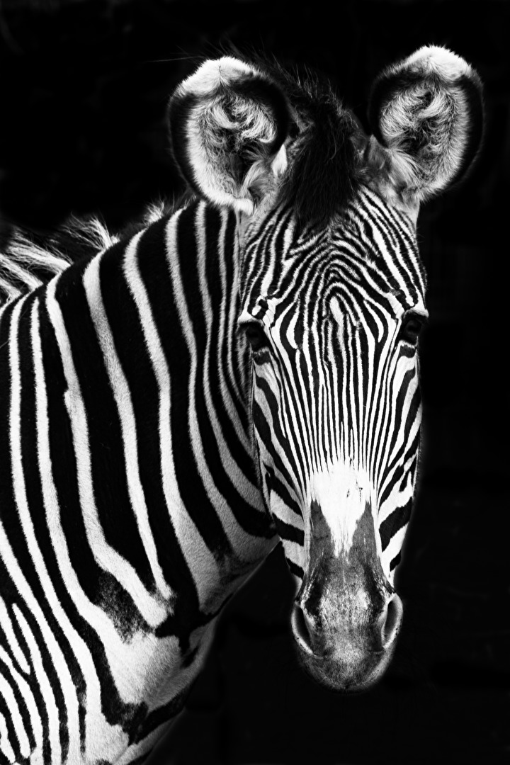 Zebra... Versuch 2