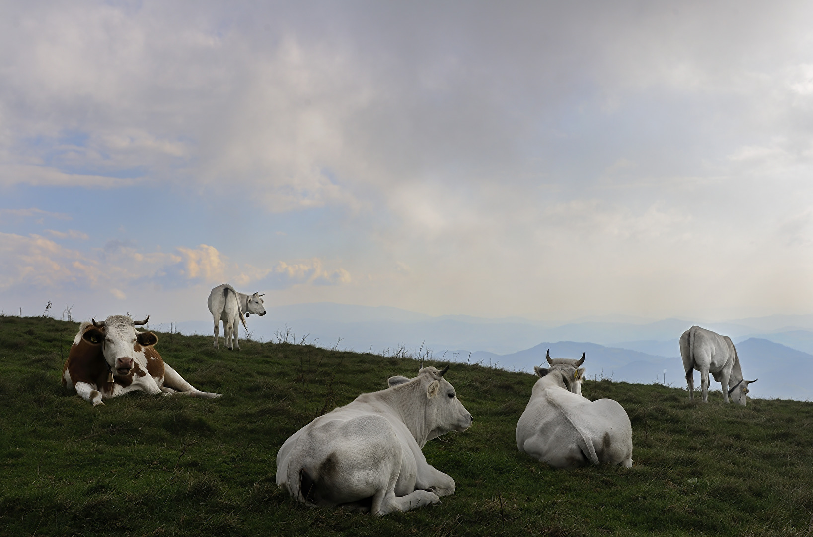 Die weißen Kühe am Monte Cucco