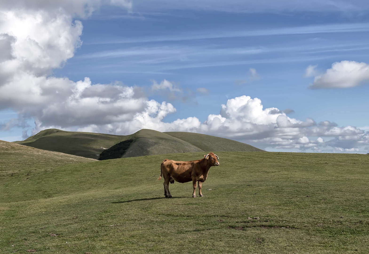die braunen Kühe am Monte Nerone