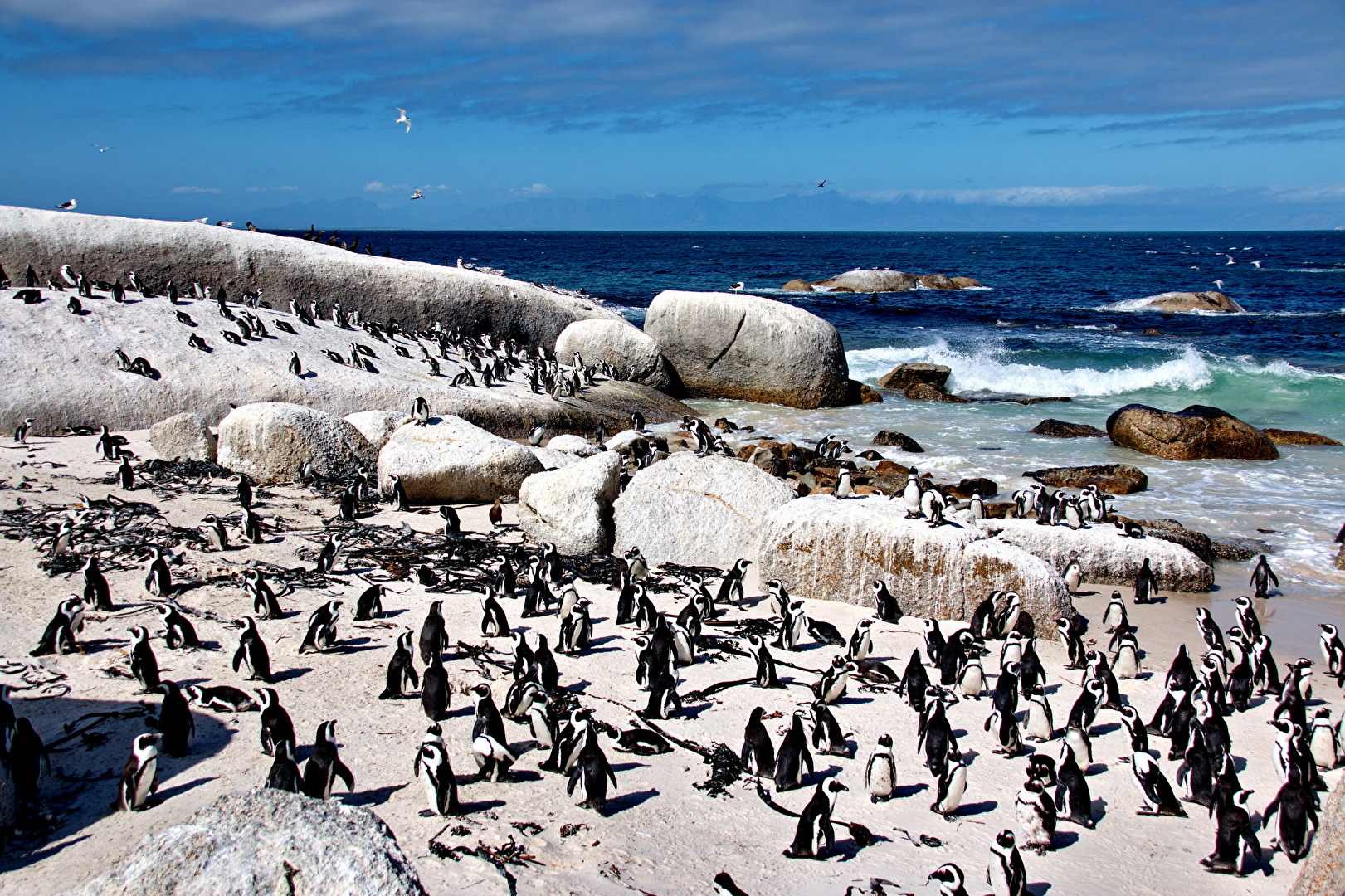 Südafrikas berühmte Pinguine