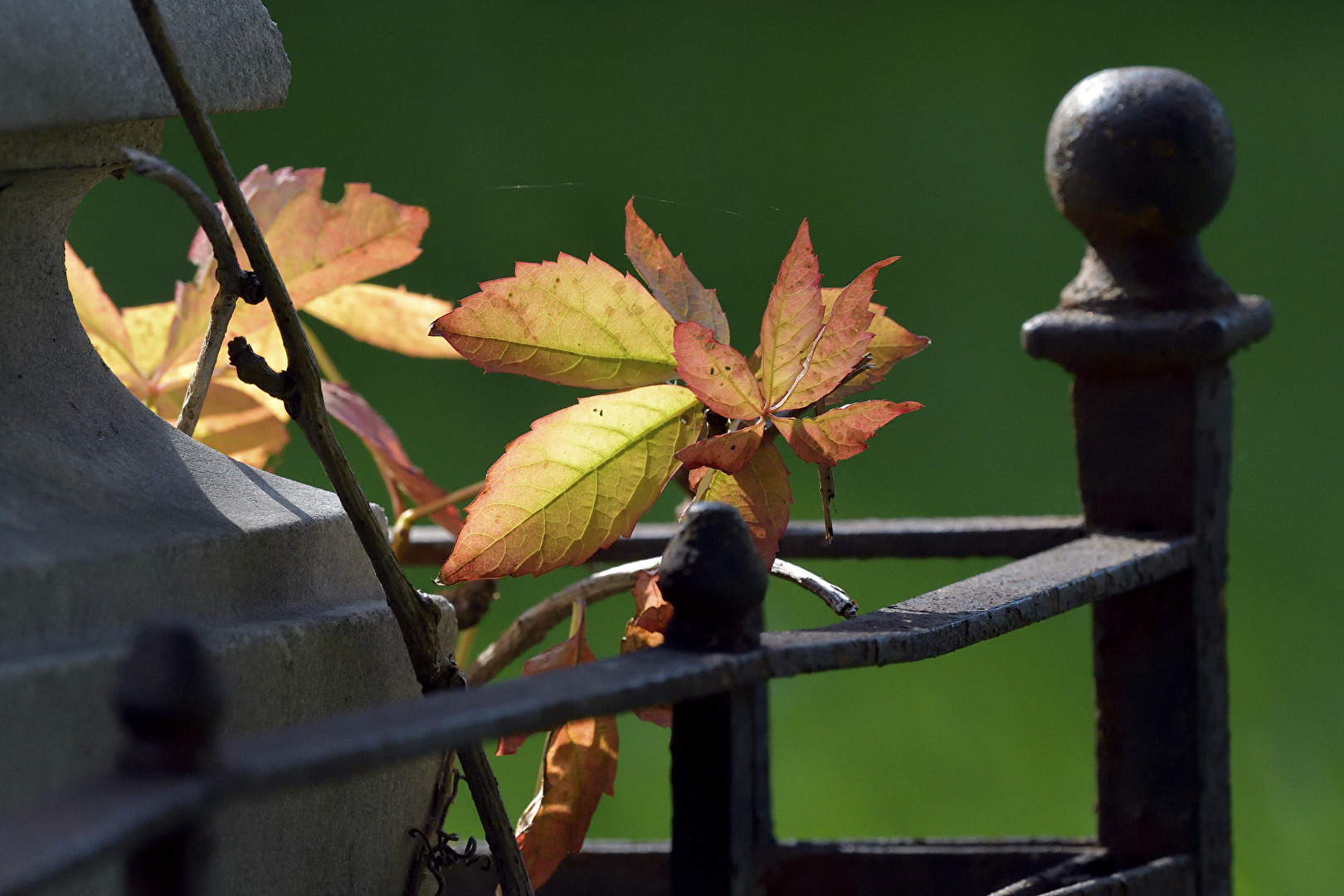 Herbstblätter auf verlassener Grabstätte