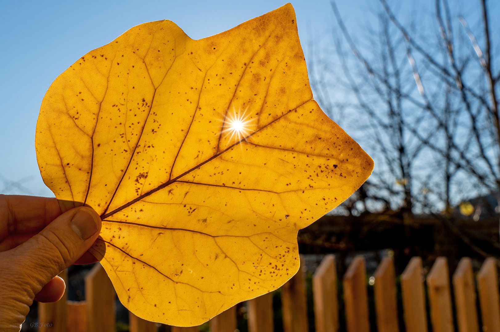 Herbstliches Blatt mit "Sonnensternloch"