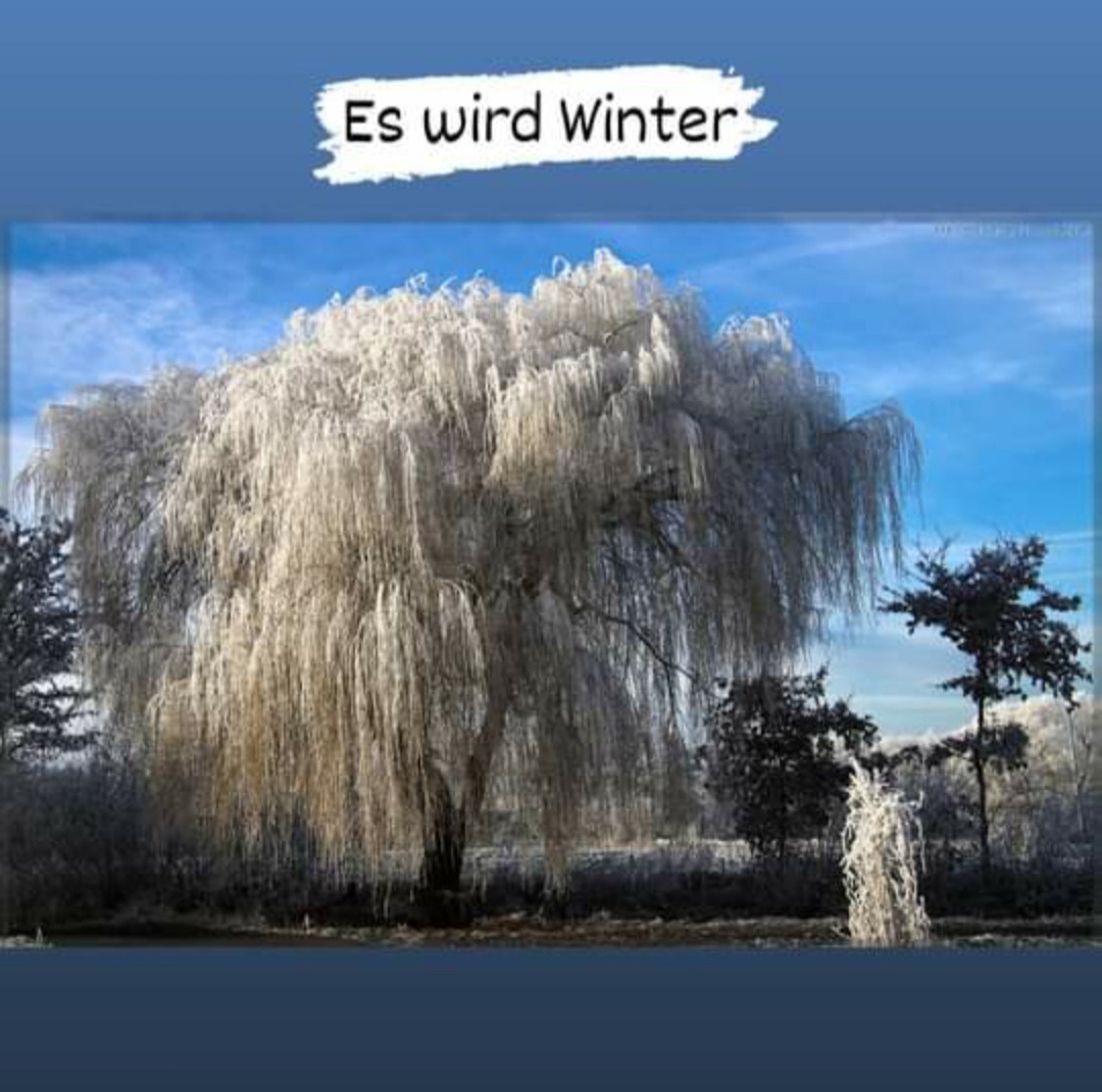 #Winterwald