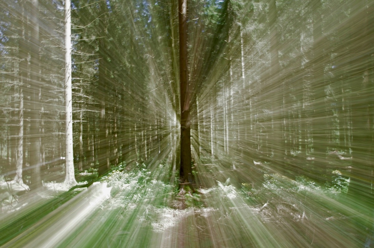 Lichter - Wald