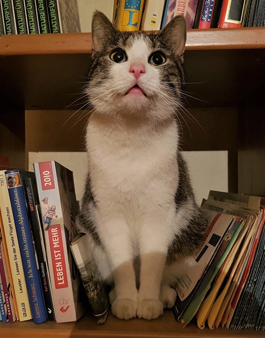 " Ich such mein Katzenbuch "