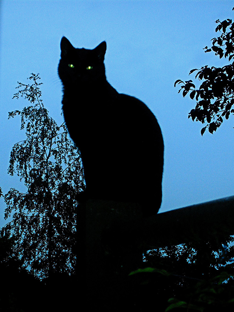 TT #Aberglaube Schwarze Katze
